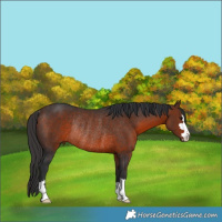 Horse Color:Brown Rabicano 