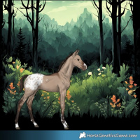 Horse Color:Liver Red Dun Appaloosa