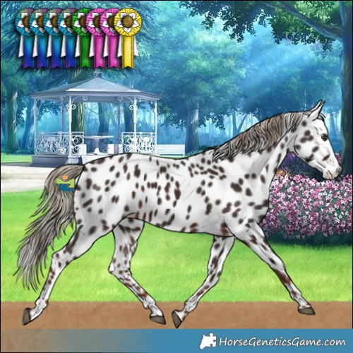 Horse Color:Liver Chestnut Leopard 
