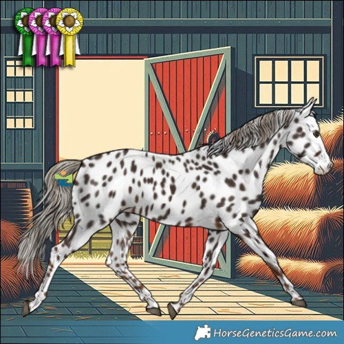 Horse Color:Liver Chestnut Appaloosa 