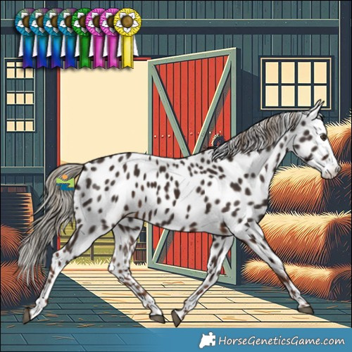 Horse Color:Liver Chestnut Appaloosa 