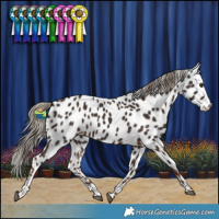 Horse Color:Liver Chestnut Leopard 
