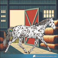 Horse Color:Liver Chestnut Appaloosa 