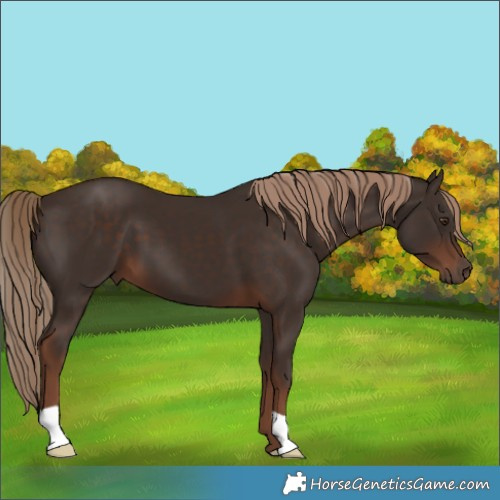 Horse Color:Liver Chestnut 