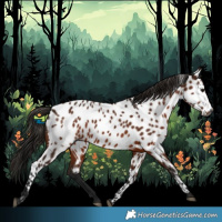 Horse Color:Gray Bay Appaloosa 
