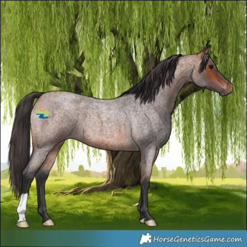Horse Color:Bay Roan 