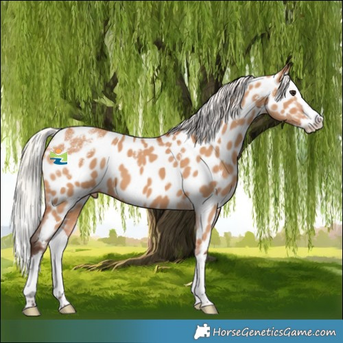 Horse Color:Powder White Silver Bay Dun Splash Appaloosa 