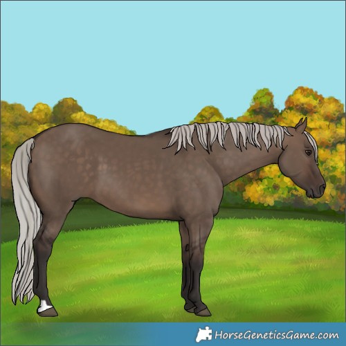 Horse Color:Silver Brown Dun 