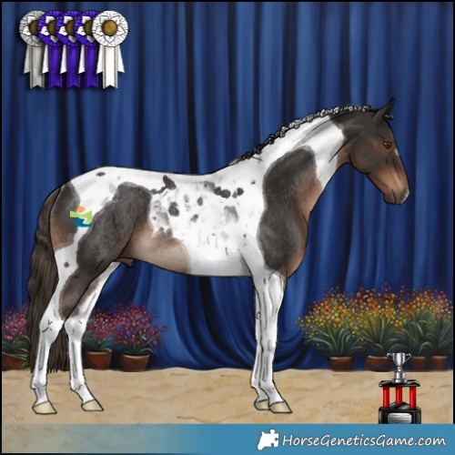 Horse Color:Liver Chestnut Tobiano Rabicano 