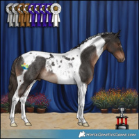 Horse Color:Liver Chestnut Tobiano Rabicano 