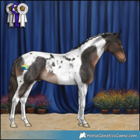 Horse Color:Liver Chestnut Tobiano Rabicano