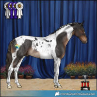 Horse Color:Liver Chestnut Tobiano Rabicano 