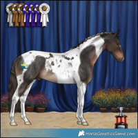 Horse Color:Liver Chestnut Tobiano Rabicano 