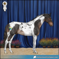 Horse Color:Liver Chestnut Tobiano Rabicano 