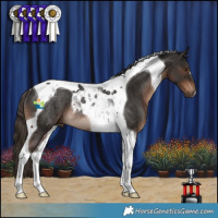 Horse Color:Liver Chestnut Tobiano Rabicano 