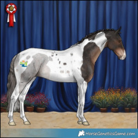 Horse Color:Liver Chestnut Tobiano Rabicano 