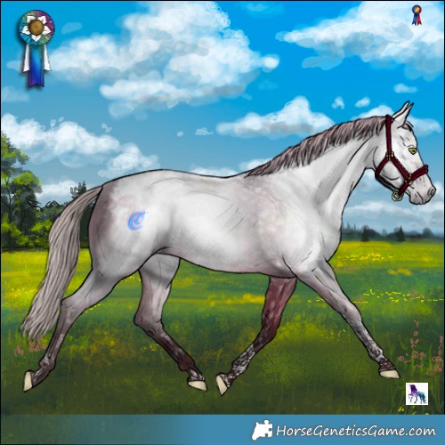 Horse Color:Gray Silver Brown Dun Tobiano Blanket 