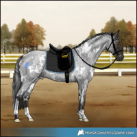 Horse Color:White Spotted Smoky Blue Roan 