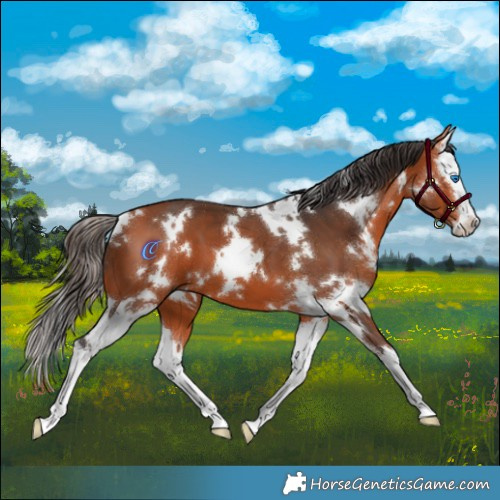 Horse Color:White Spotted Bay Splash 