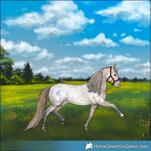 Horse Color:Bay Dun Near Leopard 