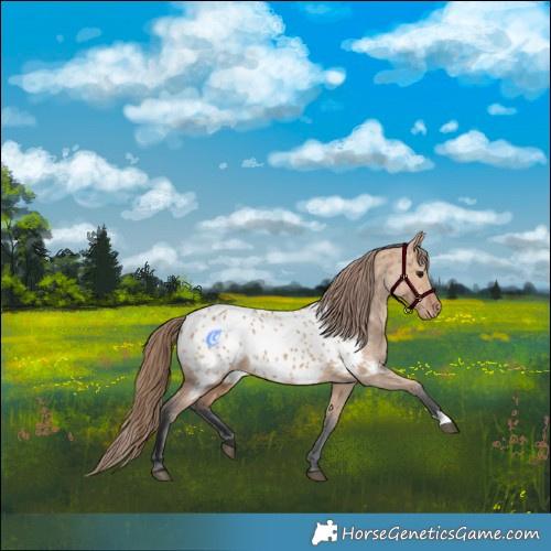 Horse Color:Bay Dun Appaloosa 