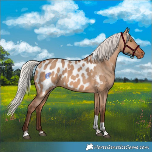 Horse Color:Silver Bay Dun Tobiano Appaloosa Rabicano 