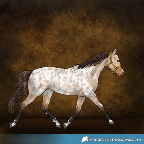 Horse Color:Bay Dun Appaloosa