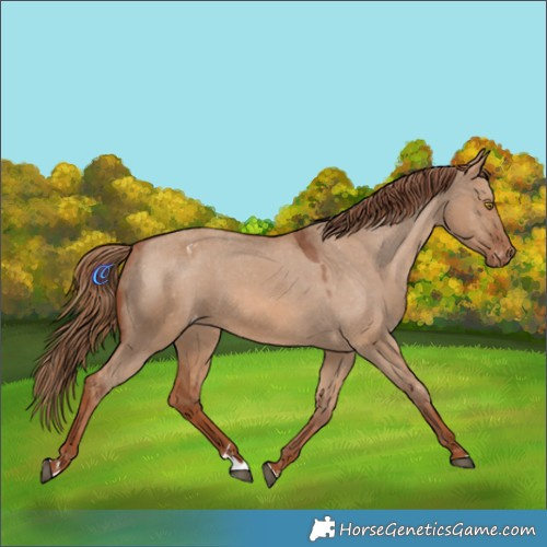 Horse Color:Red Dun Appaloosa Rabicano 