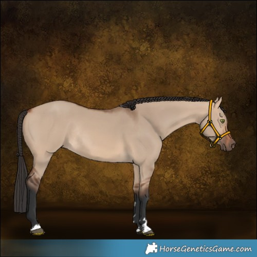 Horse Color:Bay Dun Rabicano 