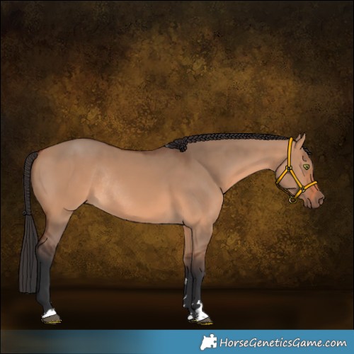 Horse Color:Bay Dun Rabicano 