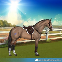 Horse Color:Bay Dun