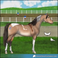 Horse Color:Bay Dun Tobiano Rabicano 