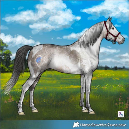Horse Color:Gray White Spotted Bay Ice Dun Splash Tobiano 
