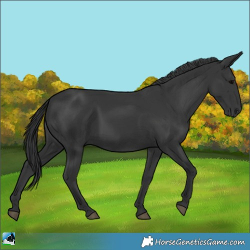 Horse Color:Black 