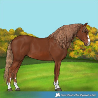 Horse Color:Chestnut 