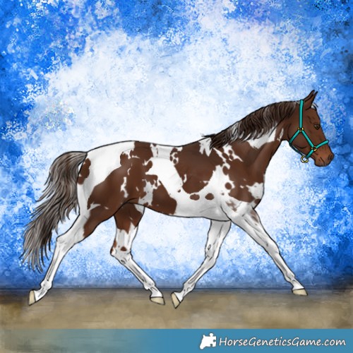 Horse Color:White Spotted Liver Chestnut Tobiano