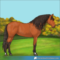 Horse Color:Bay 