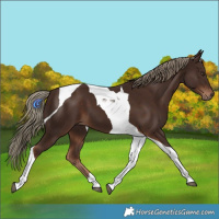 Horse Color:Liver Chestnut Tobiano 
