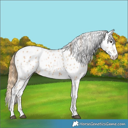 Horse Color:Chestnut Appaloosa 
