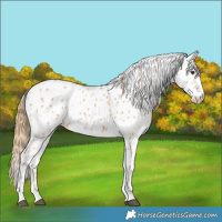Horse Color:Chestnut Appaloosa 
