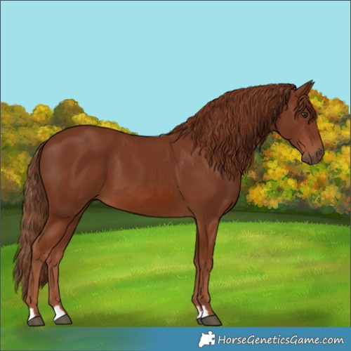 Horse Color:Chestnut 