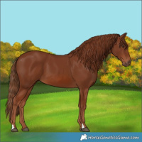Horse Color:Chestnut 