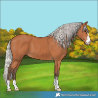 Horse Color:Silver Bay 