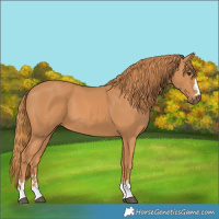 Horse Color:Chestnut 