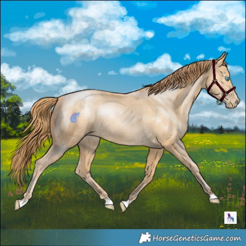 Horse Color:Buckskin Pearl Rabicano 