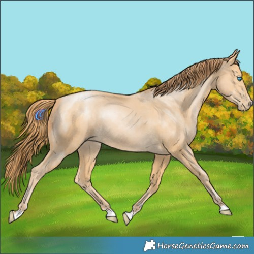 Horse Color:Buckskin Pearl Rabicano 