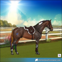 Horse Color:Painted Brown Tobiano 