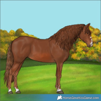 Horse Color:Chestnut 