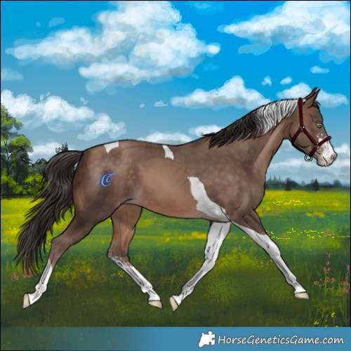 Horse Color:Amber Champagne Sabino Tobiano 