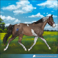 Horse Color:Amber Champagne Sabino Tobiano 